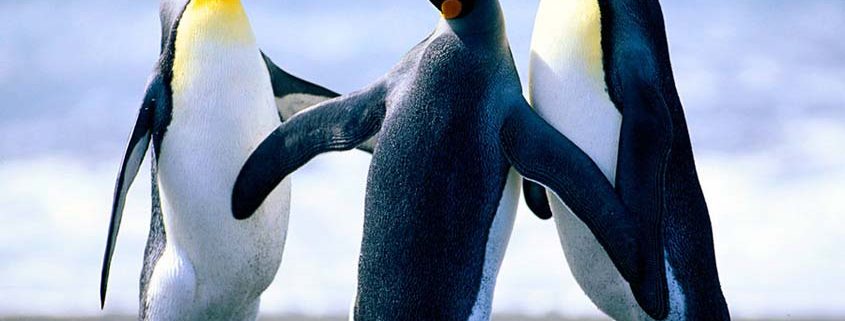 penguins fighting